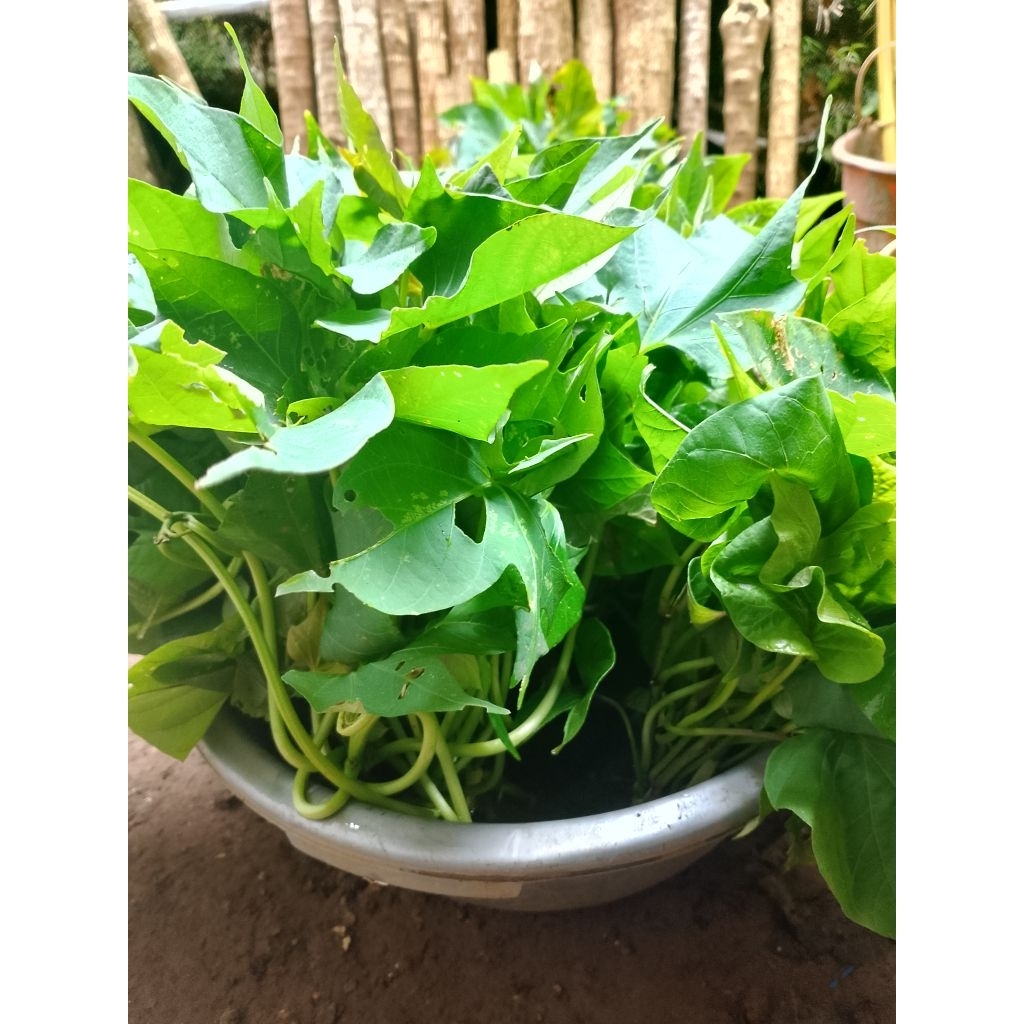 Benih ubi jalar/bibit ubi cilembu