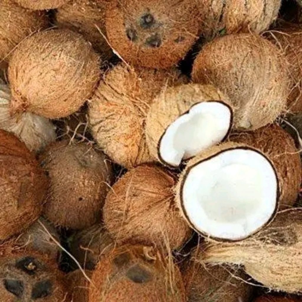 

Kelapa Tua Asli Lumajang Barang josss