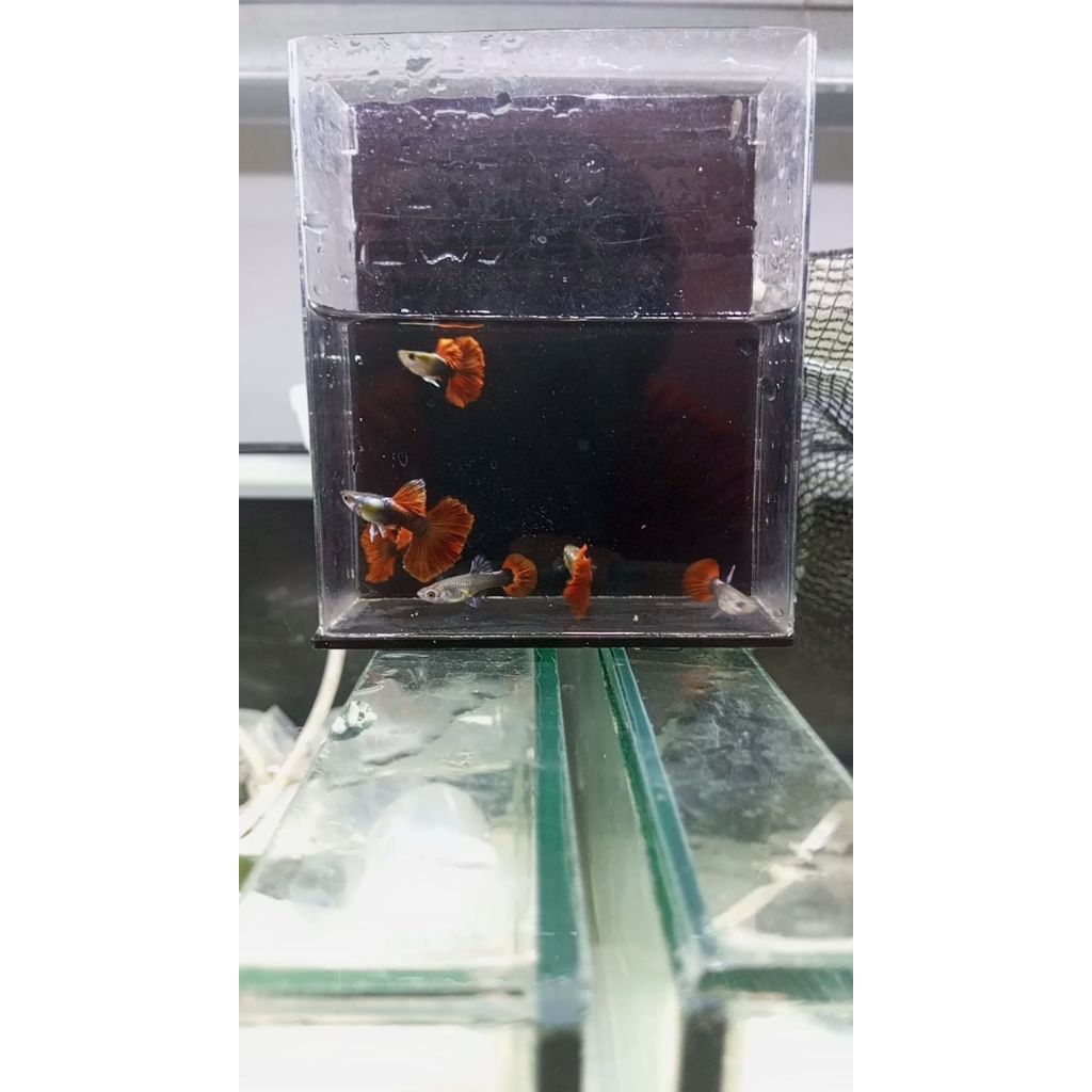 Obat Platinum HB Red Rose tail HM