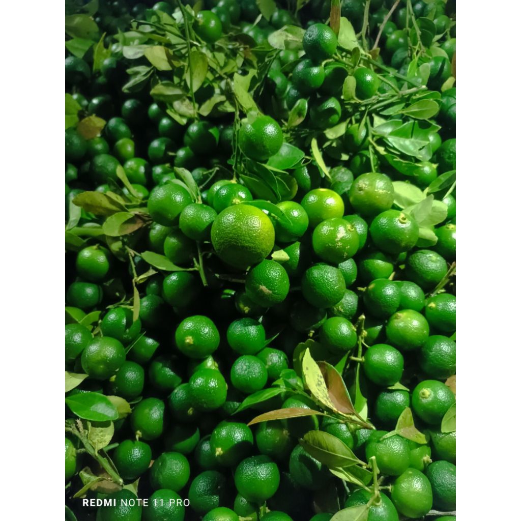 

JERUK SONGKIT/KASTURI FRESH SEGAR LEMON CUI UKURAN SEDANG 600gram PREMIUM