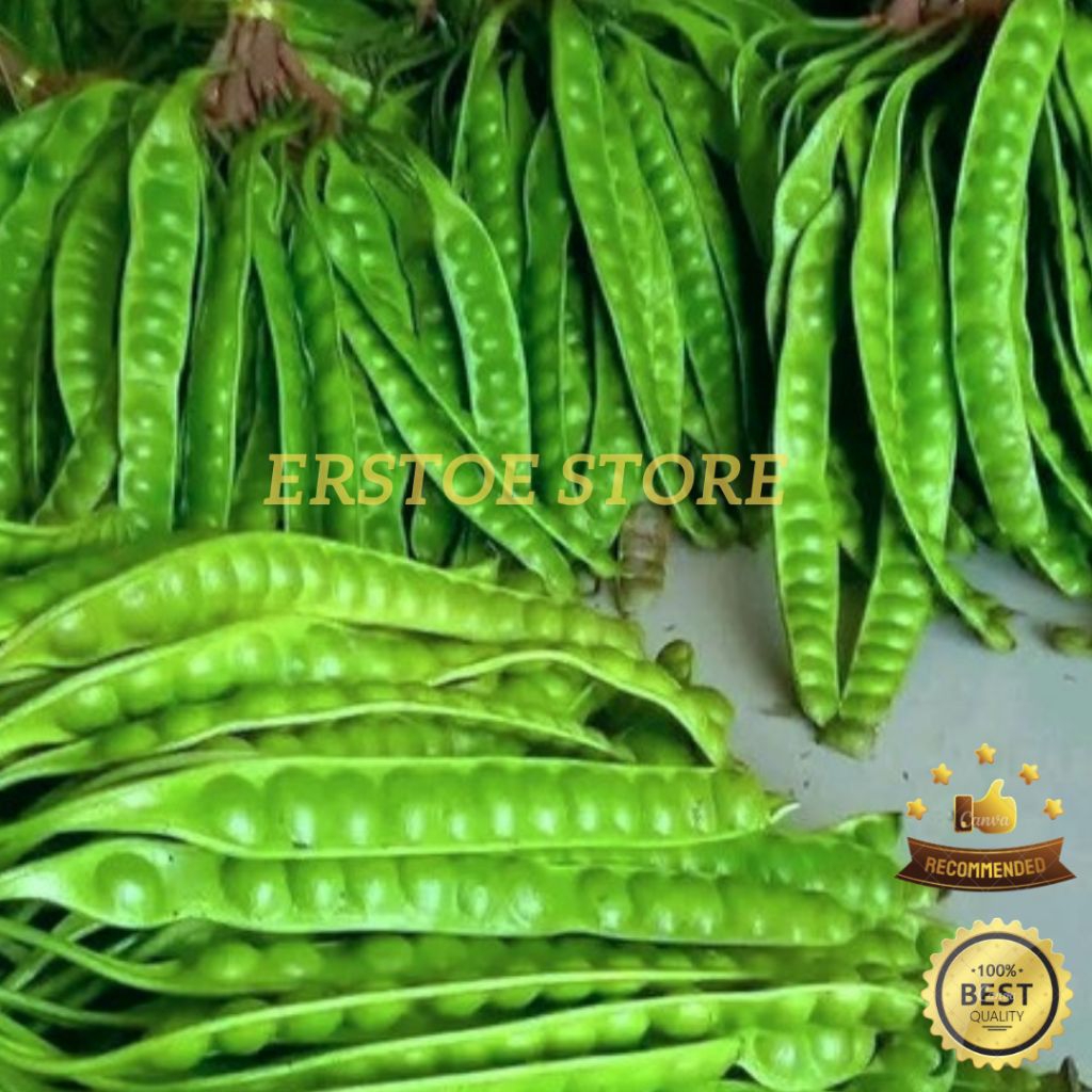

PETAI TUA PETAI FRESH KUALITAS TERBAIK PER 1 PAPAN/LONJOR