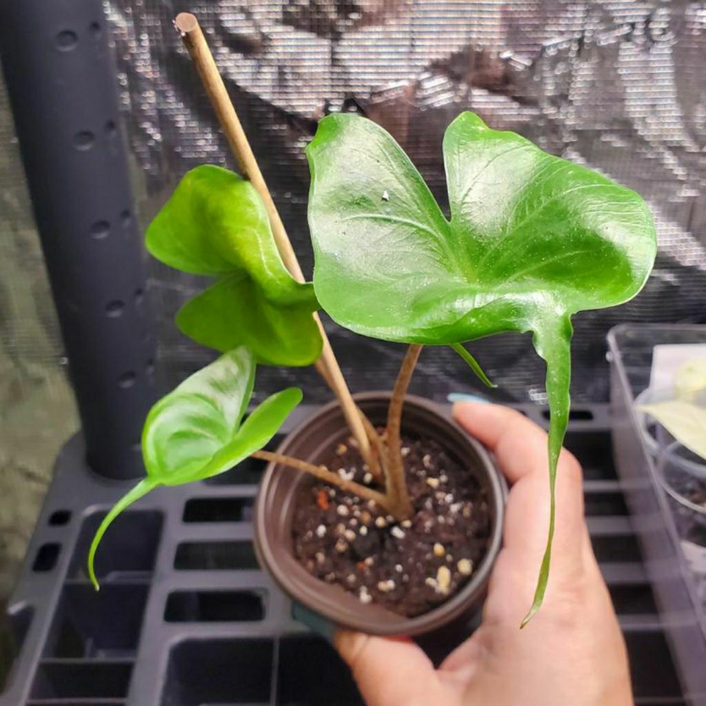 tanaman hias alocasia stingray