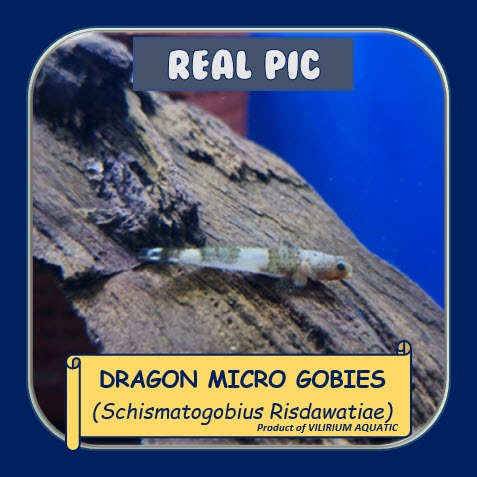 IKAN HIAS AIR TAWAR - GOBY DRAGON MICRO / DRAGON MICRO GOBY FISH / SCHISMATOGOBIUS RISDAWATIAE (IKAN