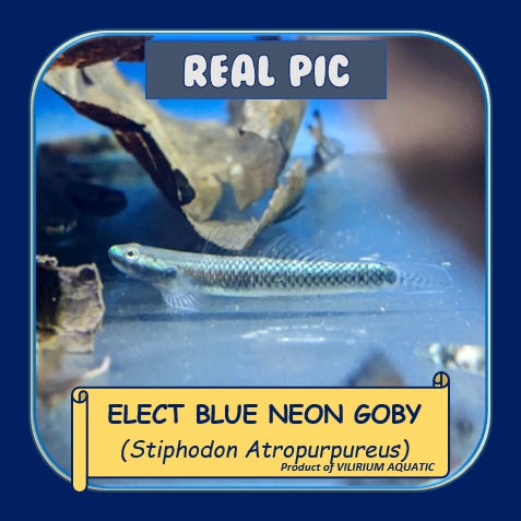 IKAN HIAS AIR TAWAR - GOBY BIRU / GOBY BLUE NEON / GOBY BLUE ELECTRIC / STIPHODON Sp
