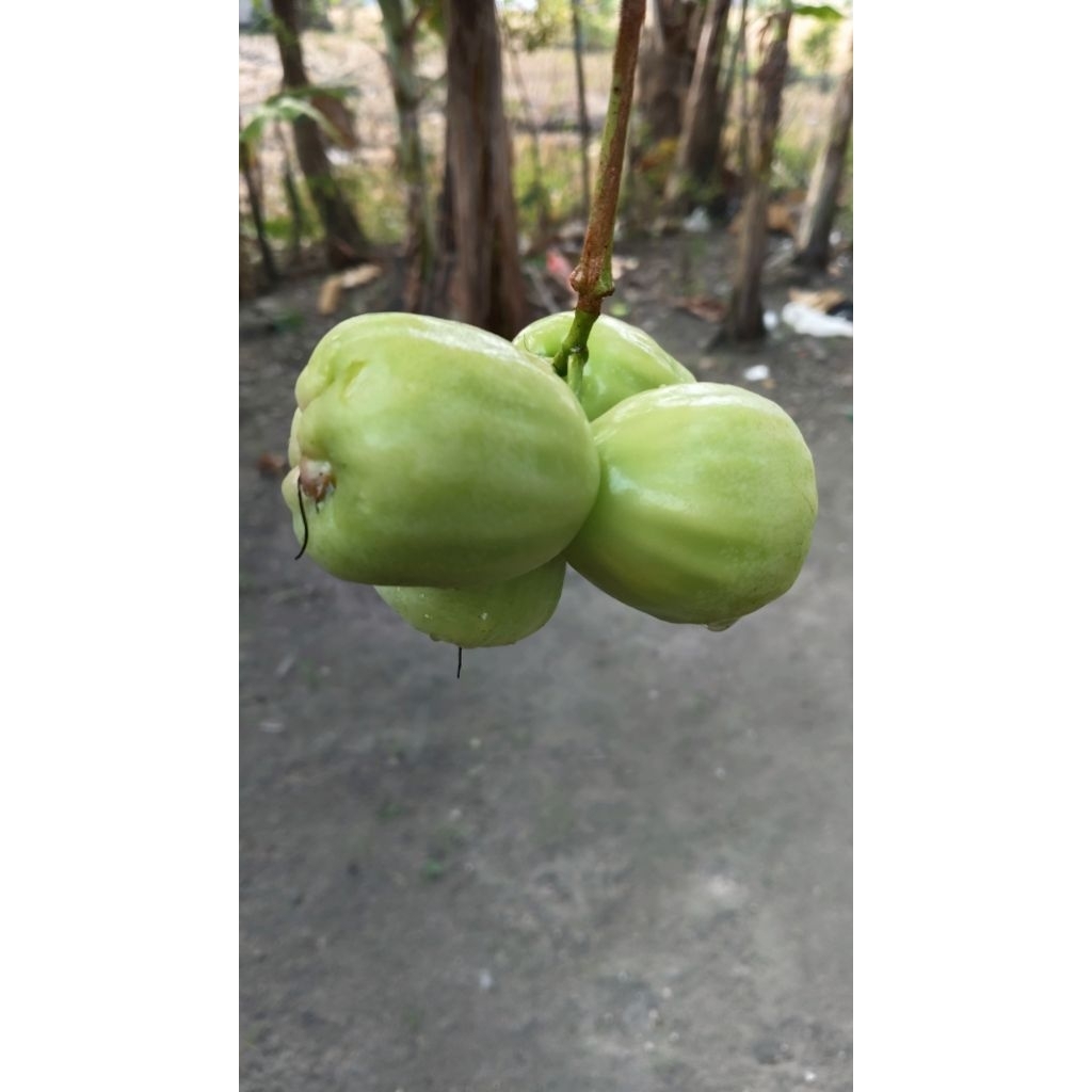 Bibit Jambu Cincalo