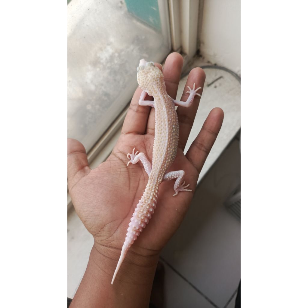 GECKO SUPER SNOW RAPTOR OVULASI