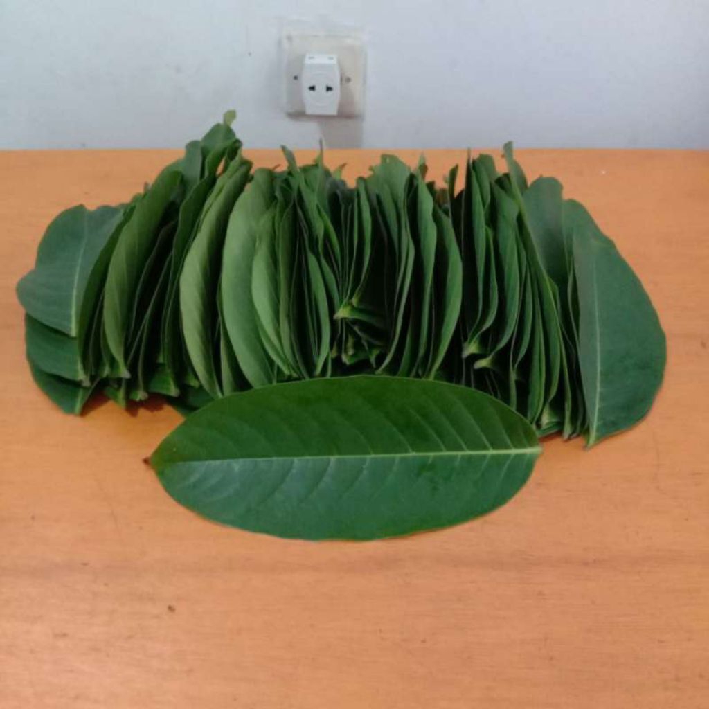 

daun bungur(Lagerstroemia) untuk mengontrol gula darah | herbal tradisional | murah meriah | produk berkualitas