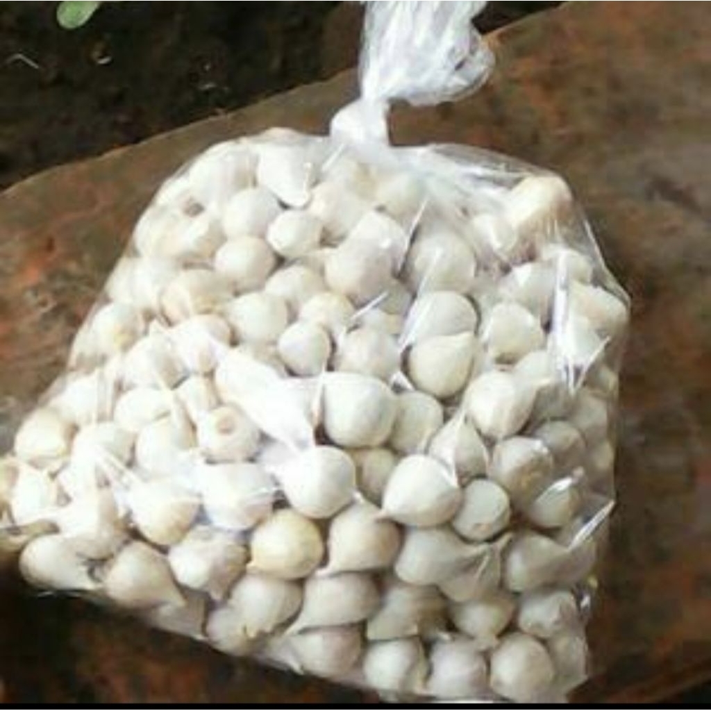 

Bawang Putih Tunggal/Bawang Lanang Herbal Alami 100gr