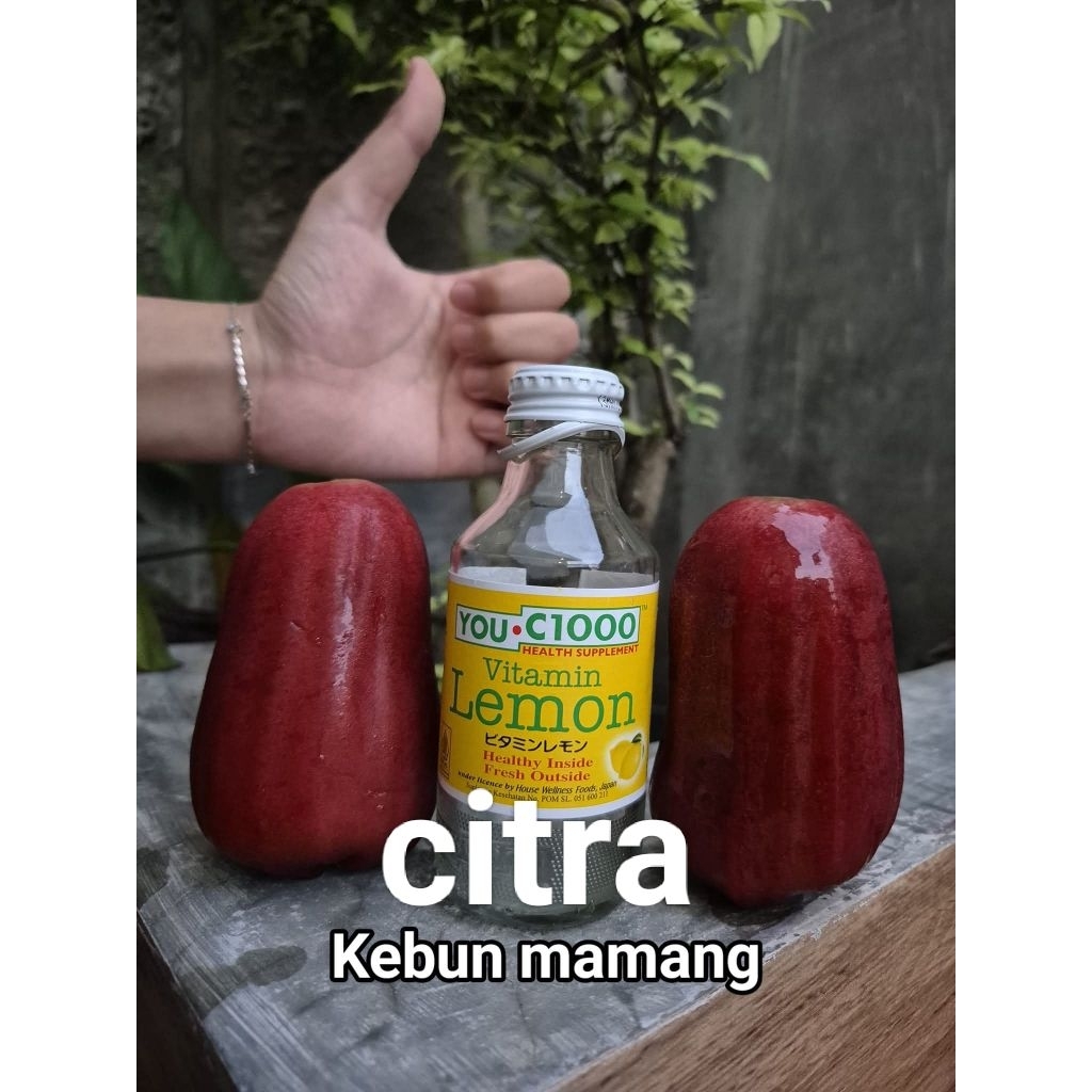 bibit cangkok jambu citra