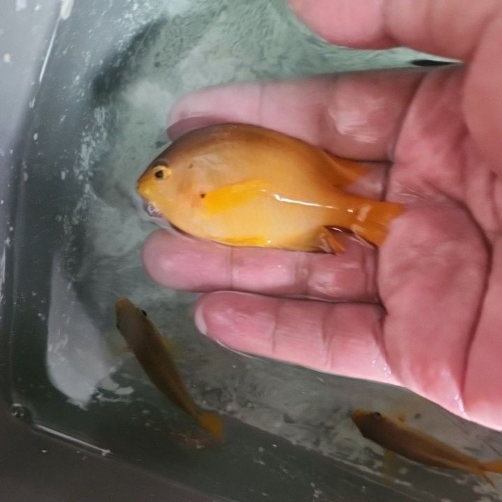 ikan hias air laut betok kuning