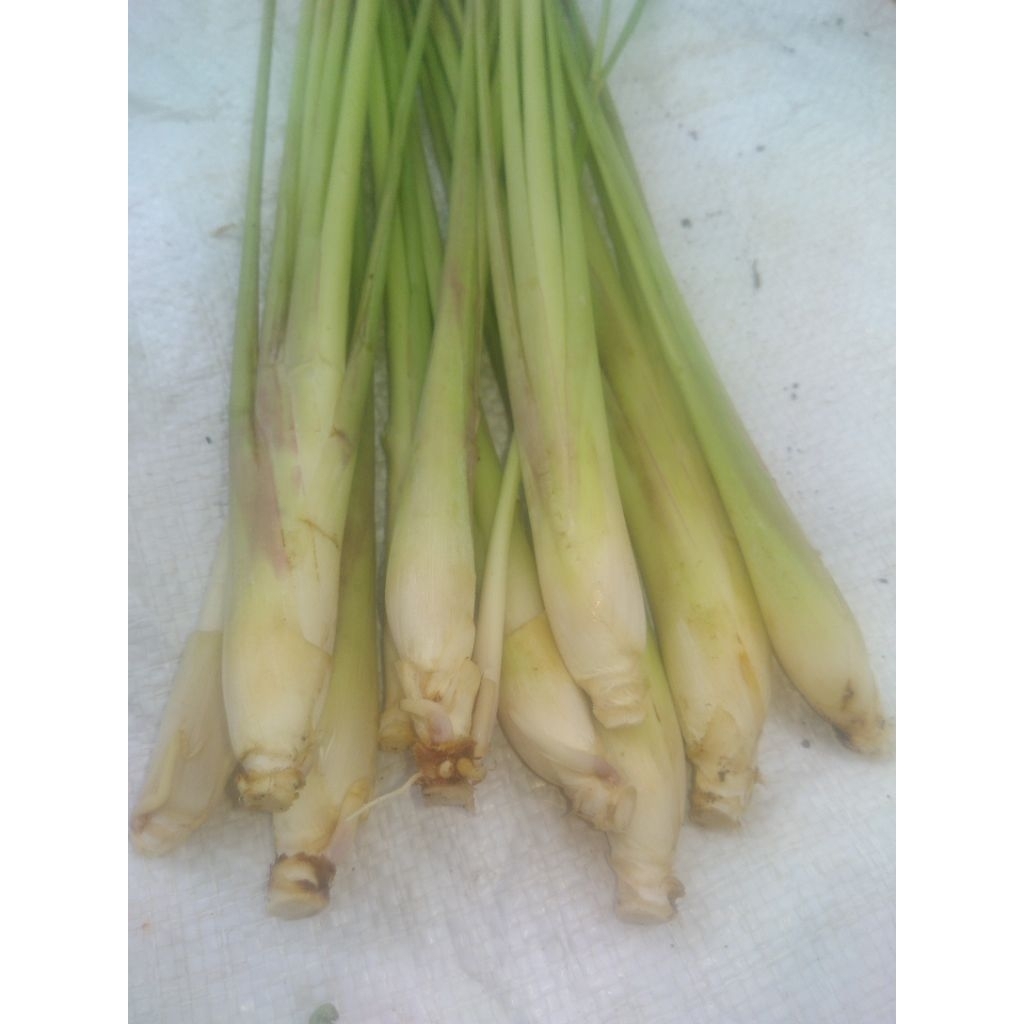 

250gr Serai / Sereh Bumbu Masak