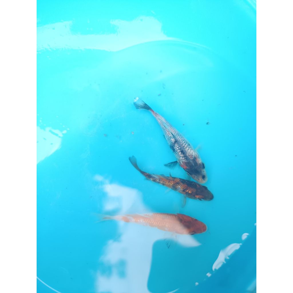 

bahan 6/7/8cm 3 ekor