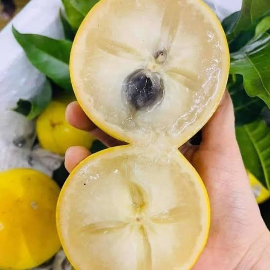 Bibit Abiu Jumbo Taiwan sawo abiu sawo mentega okulasi full media