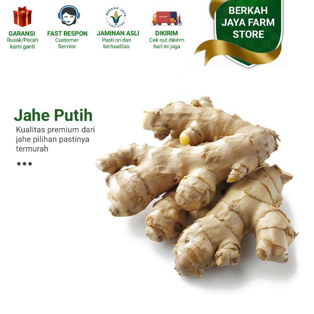 

Termurah 1 kilogram jahe putih segar / jahe gajah kualitas terbaik