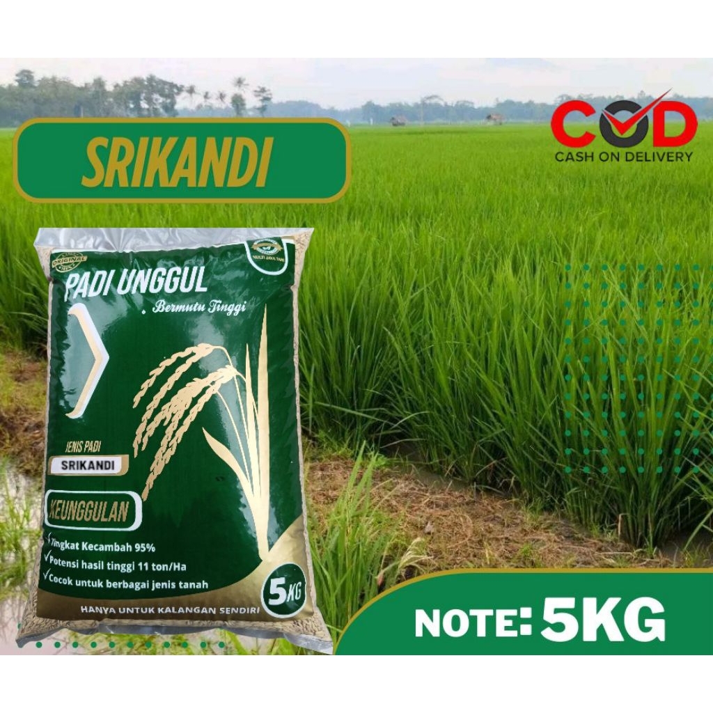 BENIH PADI SRIKANDI 5KG PADI GENJAH TERBARU PADI UNGGUL