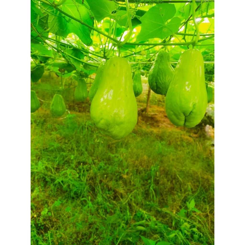 

SAYURAN LABU SIAM SAYUR SEGAR KUALITAS TERJAMIN 1kg