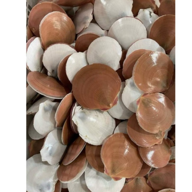 

Kerang simping Fresh