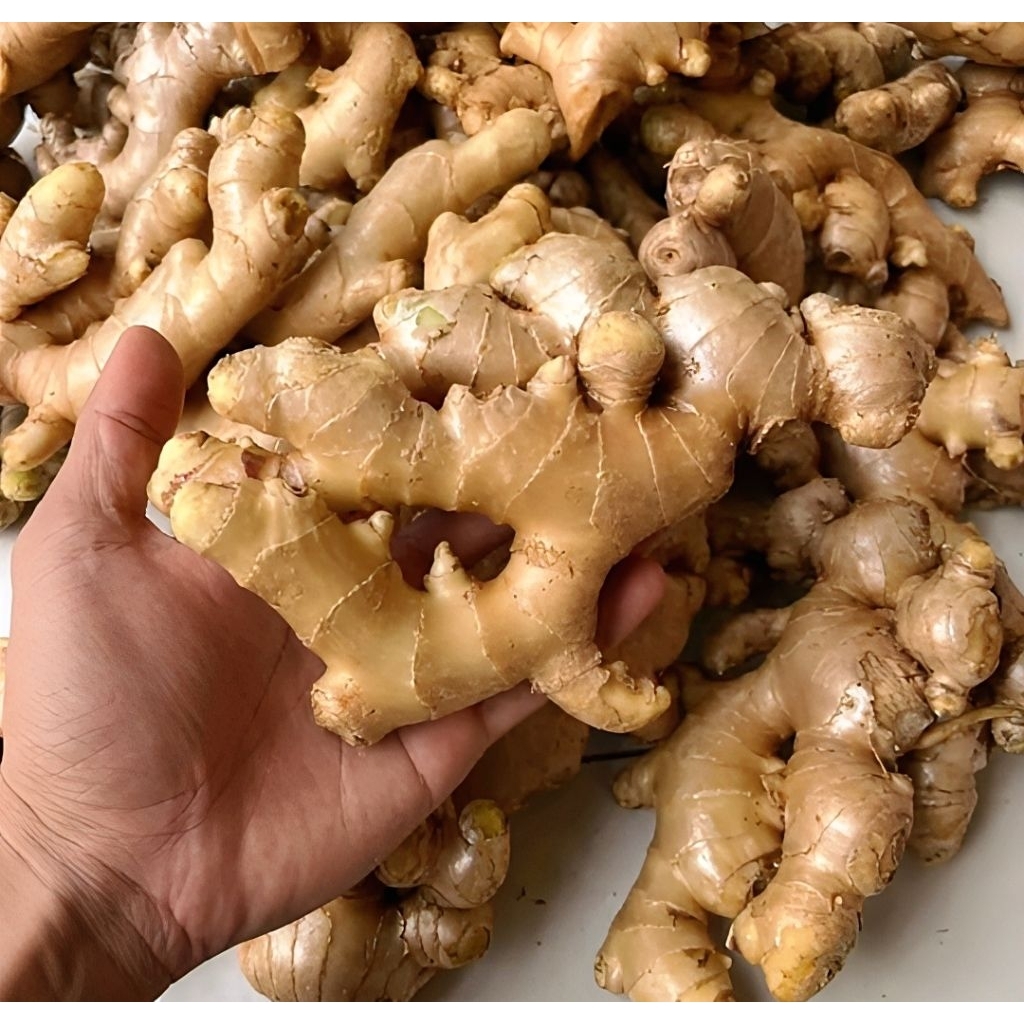 

Jahe gajah fresh segar 1kg