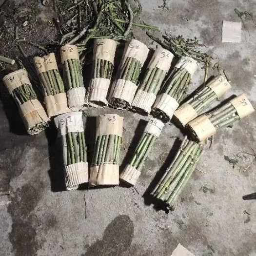 

pakethemat batang singkongPapua telo papua rp500