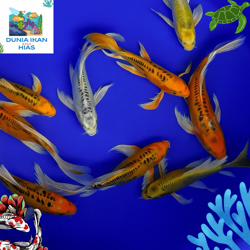 SEPASANG KOI SLAYER HIGH QUALITY BUTTERFLY 15-18 CM