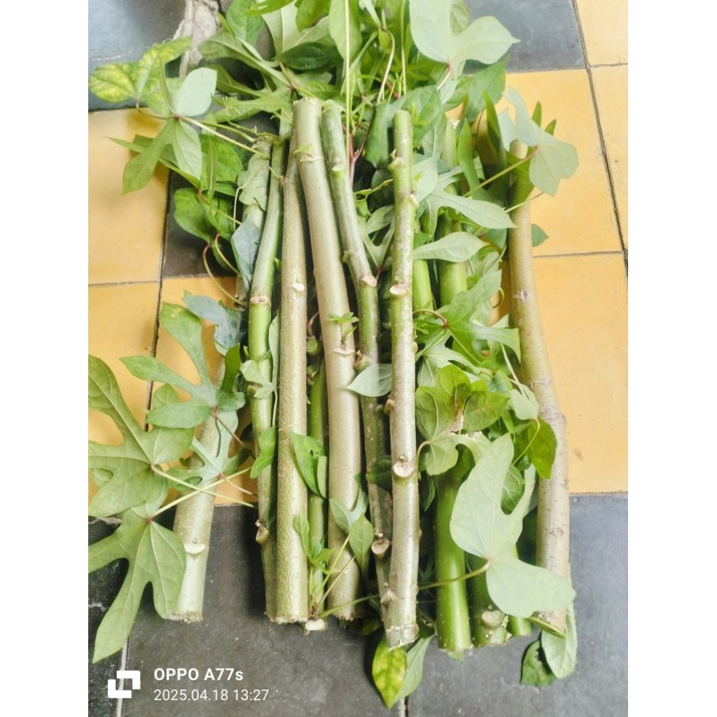 

singkong papua promo