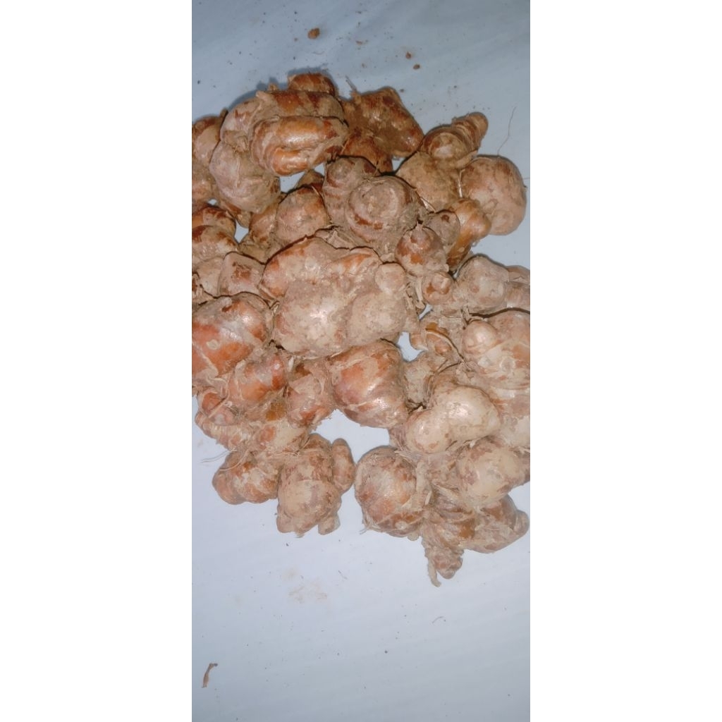 

KENCUR TUA HARUM,KENCUR BUMBU SEBLAK