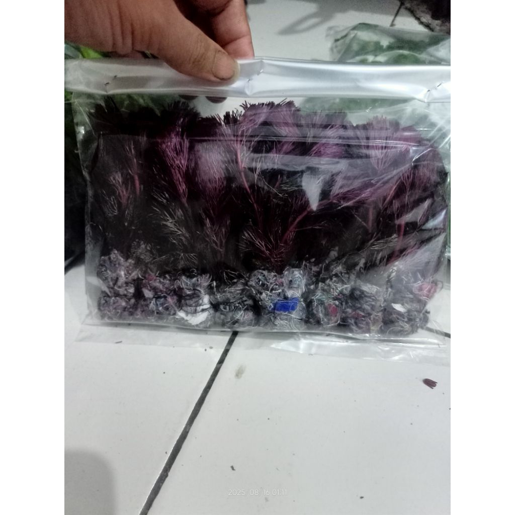 bedelan cabomba super red per 10 bendel