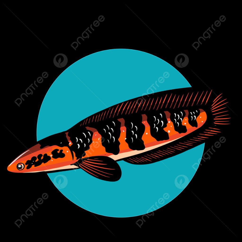 red barito 25cm simet 5/5