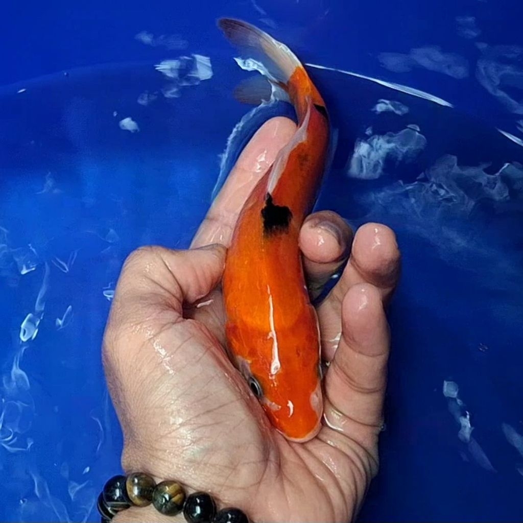 Ikan Koi Blitar Jenis Sanke / Rumah Koi Jakarta / kode 0031