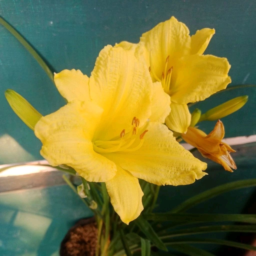 Bunga LiLi Paris Kuning