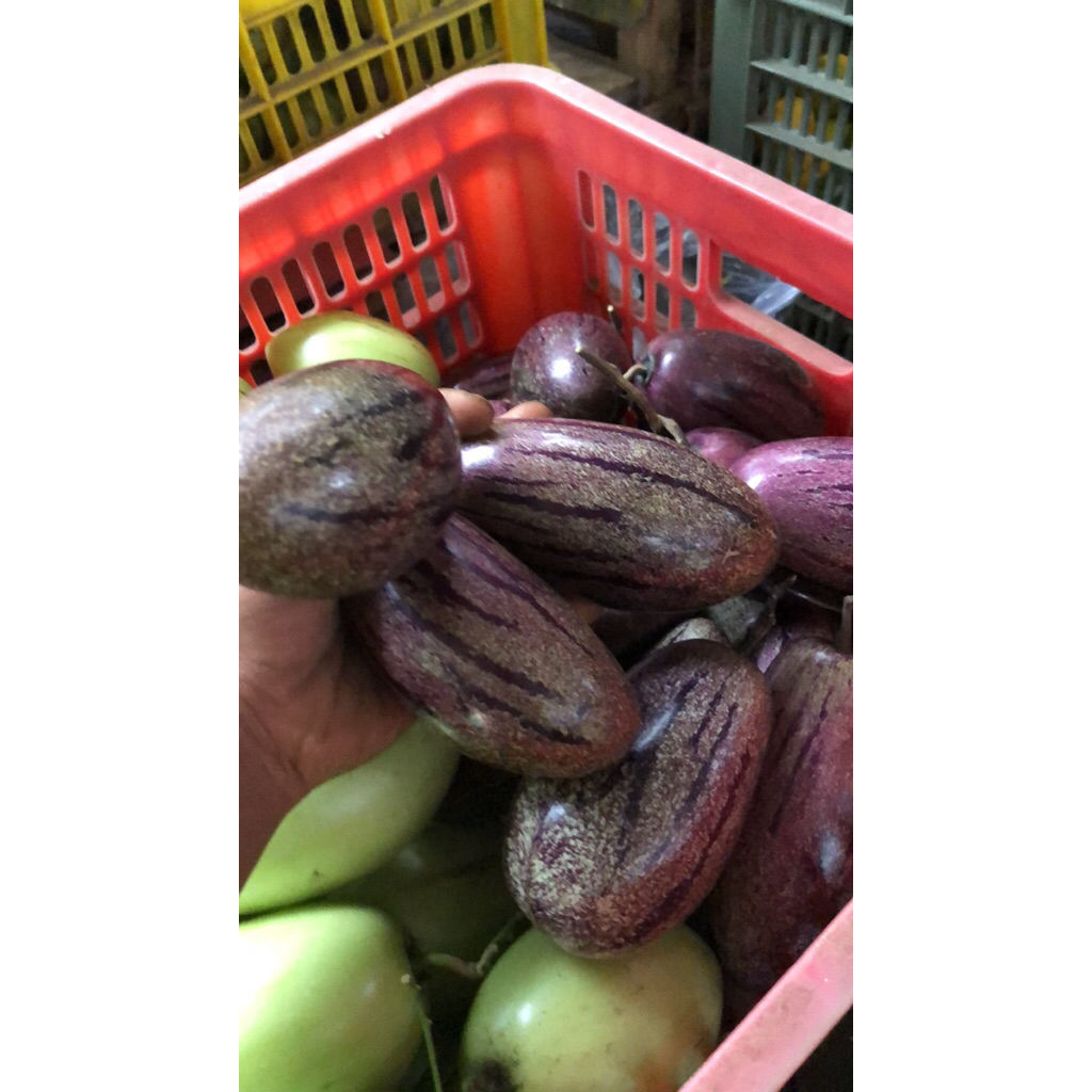 

Buah Pepino Ungu Organik