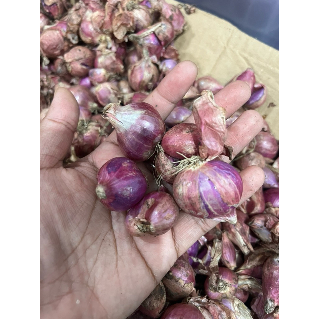 

Bawang Merah Brebes 10rb