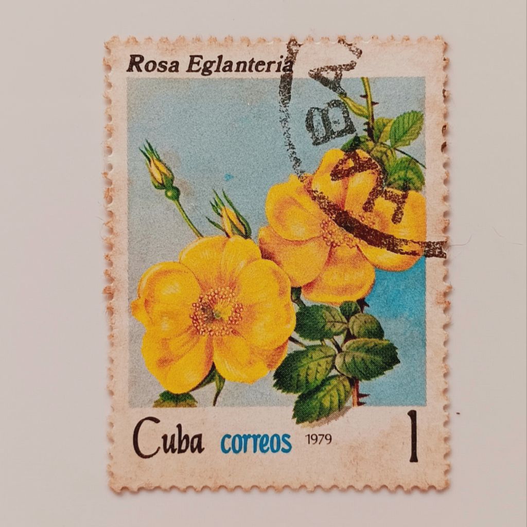 

(AD) Perangko Kuba 1979 Flowers - Roses - Rosa rubiginosa 1 centavo CTO