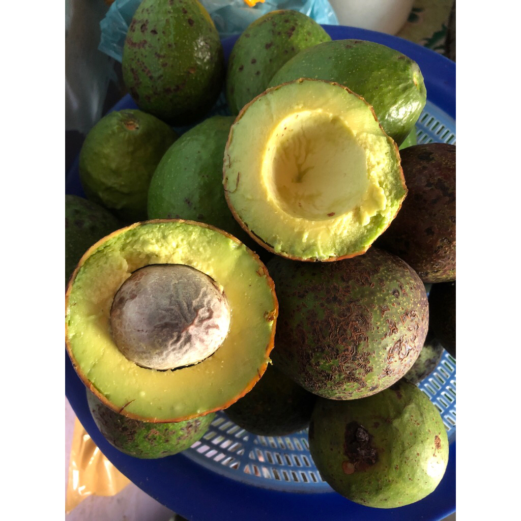 

alpukat mentega jumbo