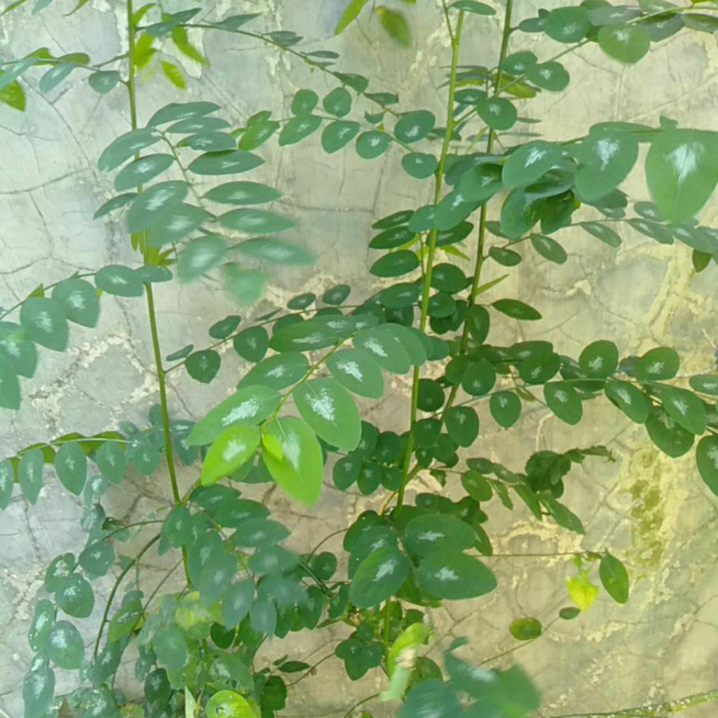 

Tanaman Daun Katu Katuk / Cekur manis / Simani segar memperlancar ASI