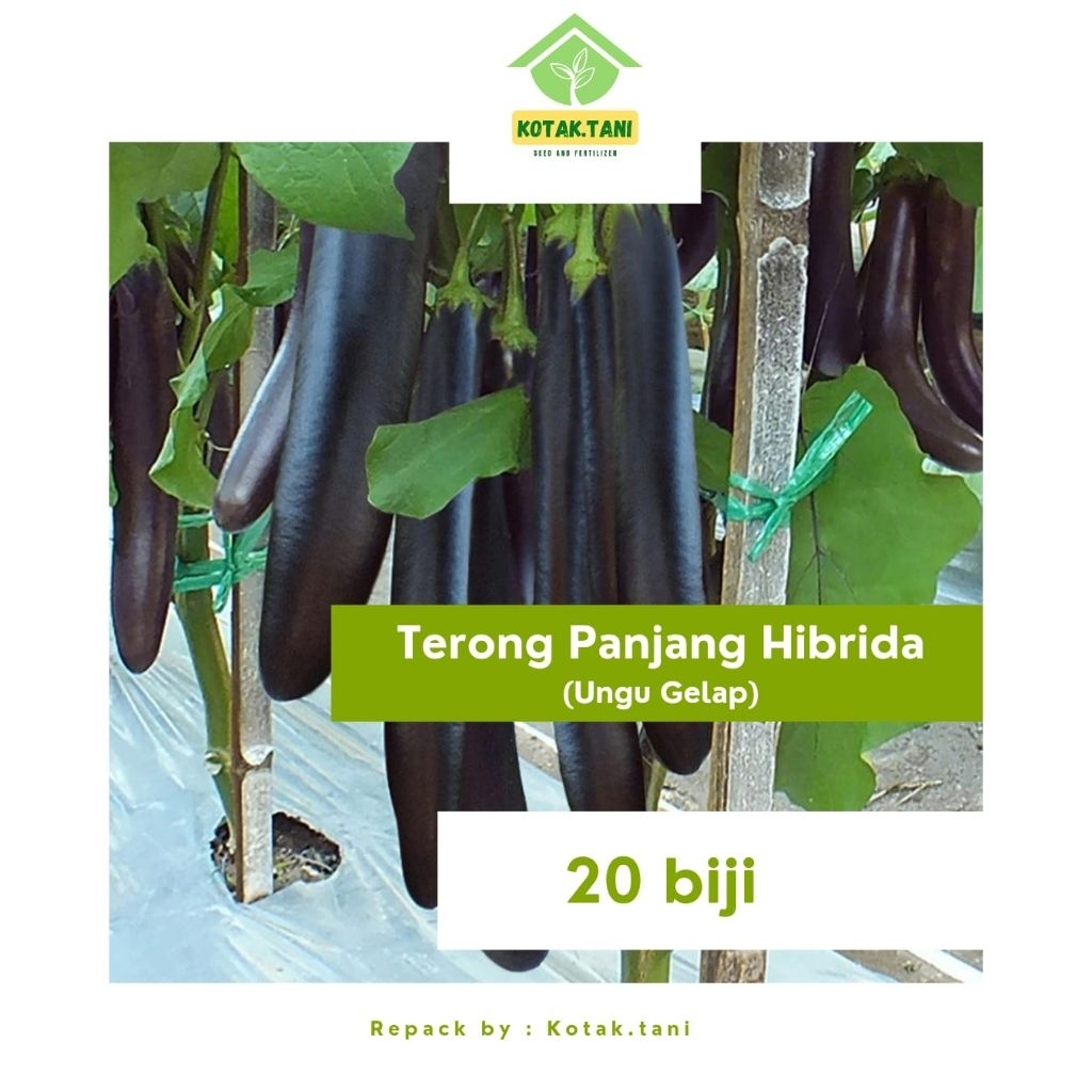 Biji Terong Panjang Ungu Hibrida Repack 20 Biji