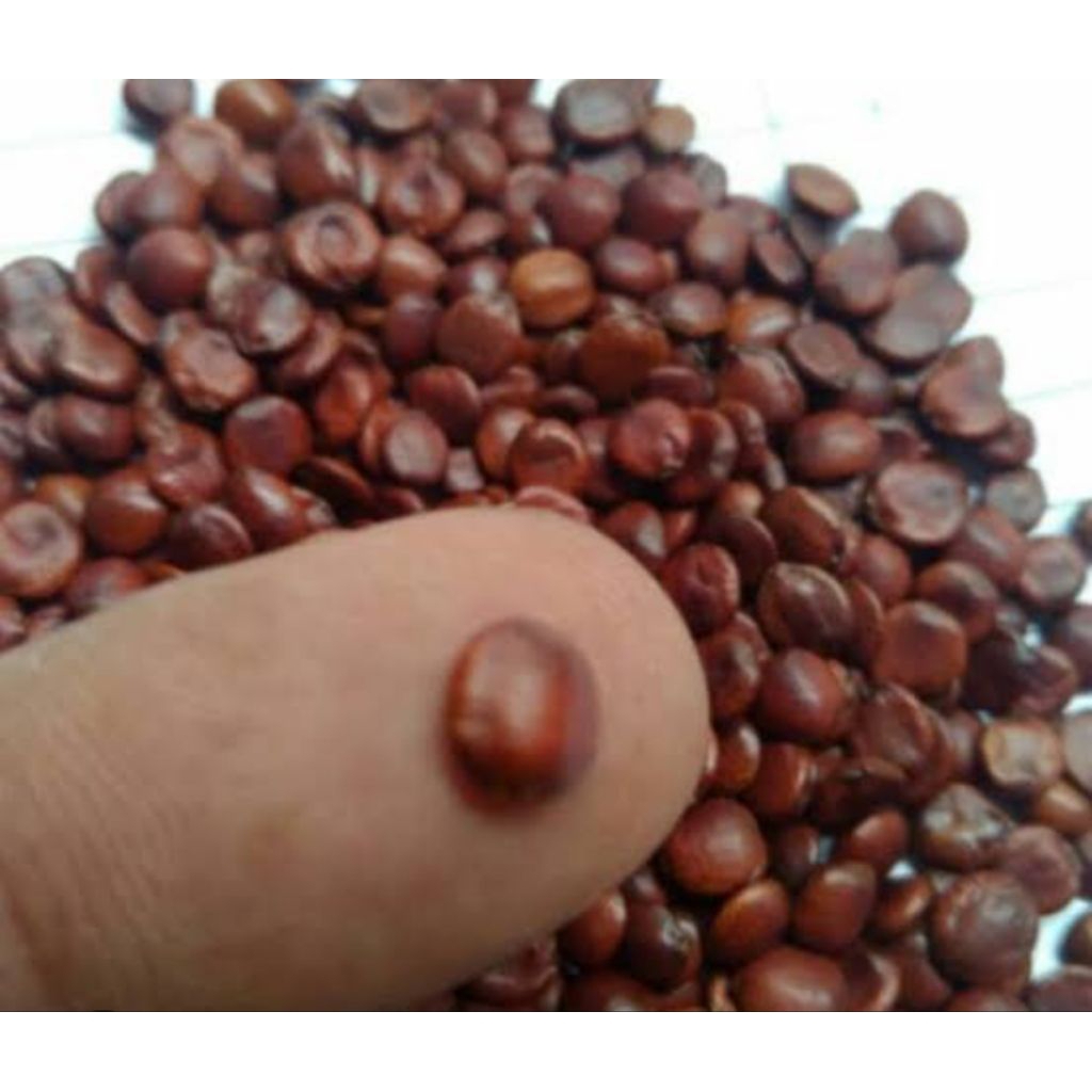 

50 BUTIR BENIH BIJI BIDARA