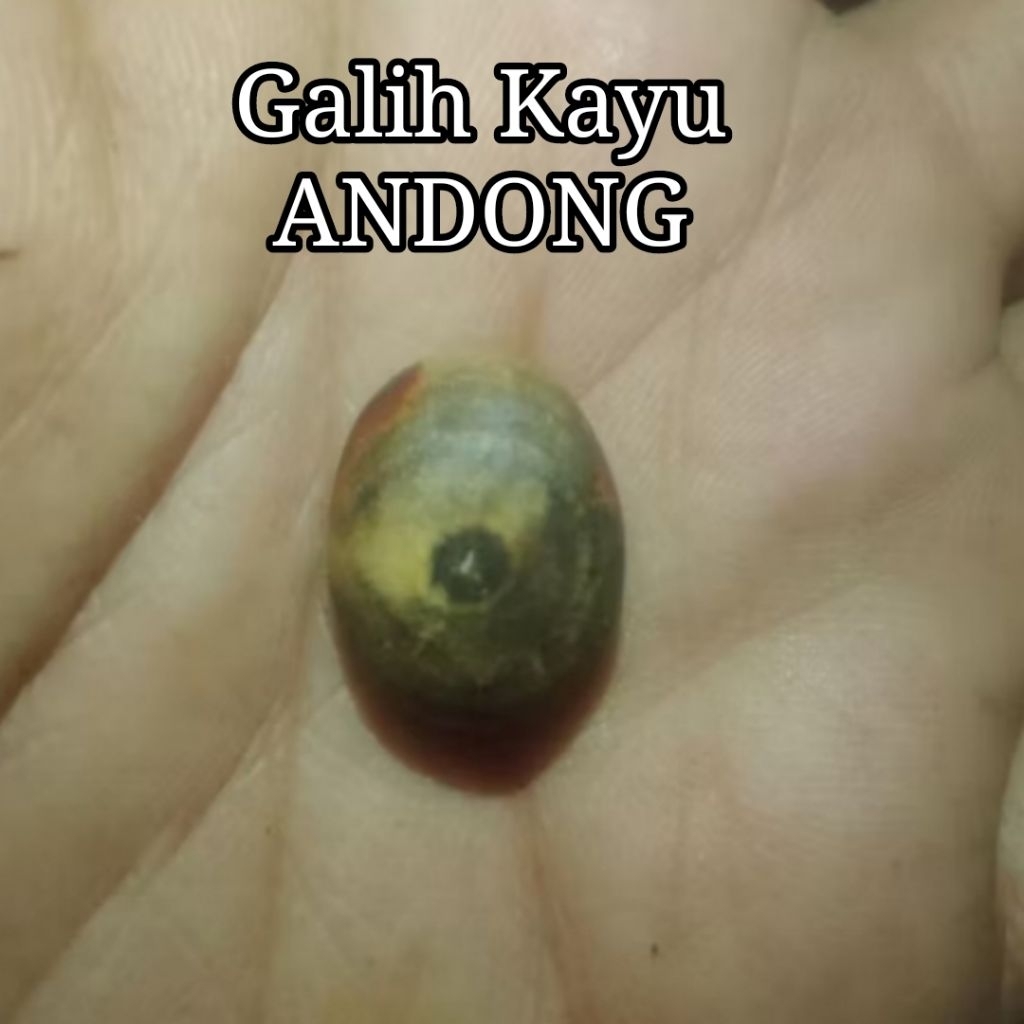 Mata Cincin Bertuah Galih Kayu ANDONG
