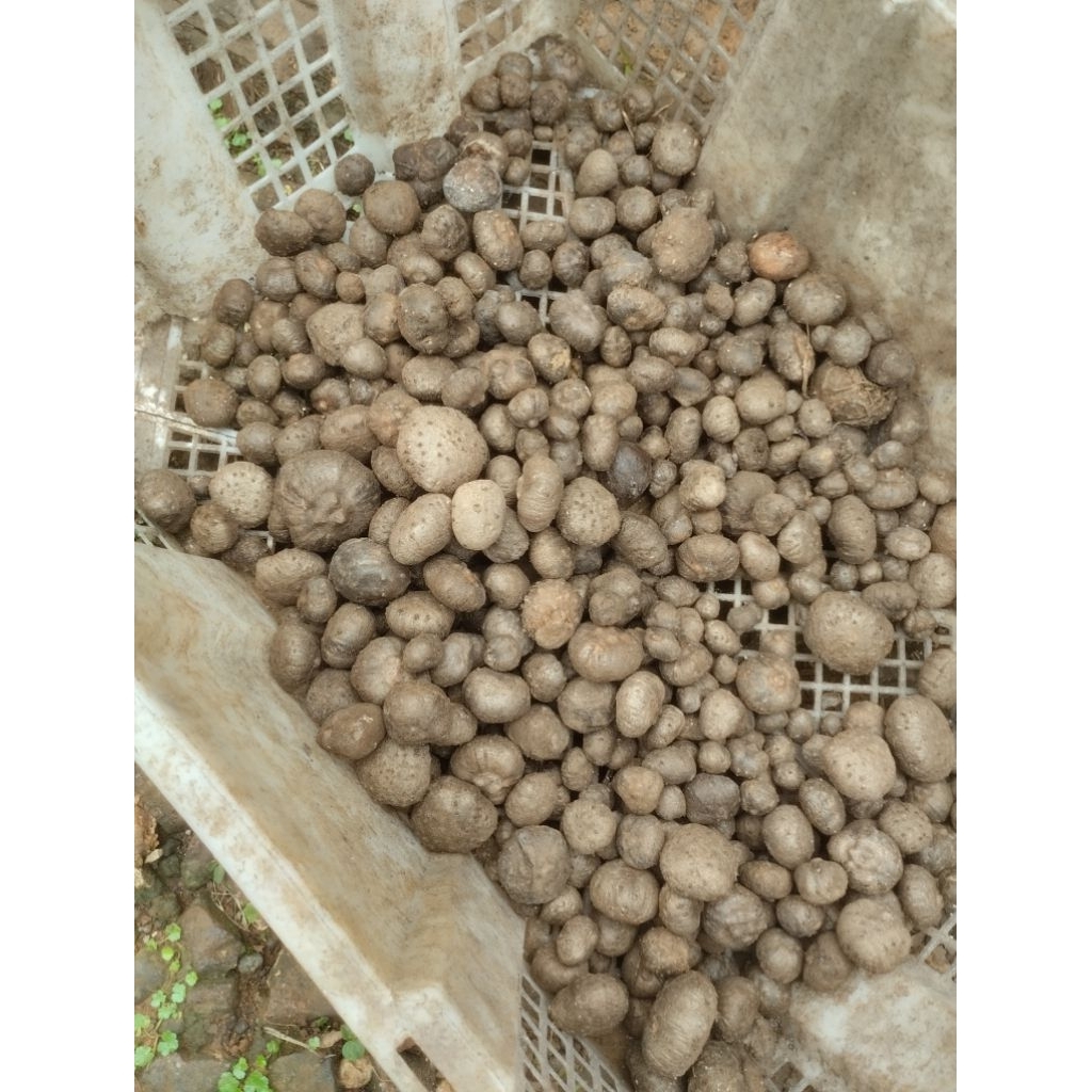 bibit benih katak porang siap tanam