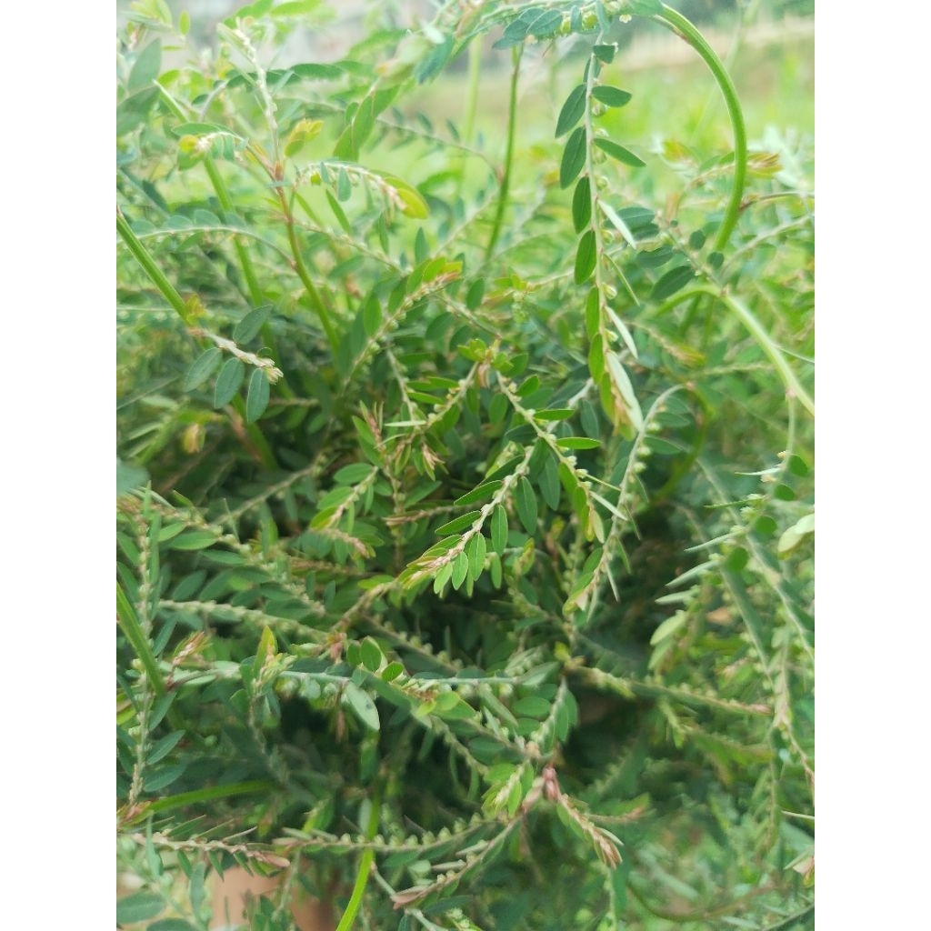 

daun meniran segar paket 500 GRAM 250 GRAM