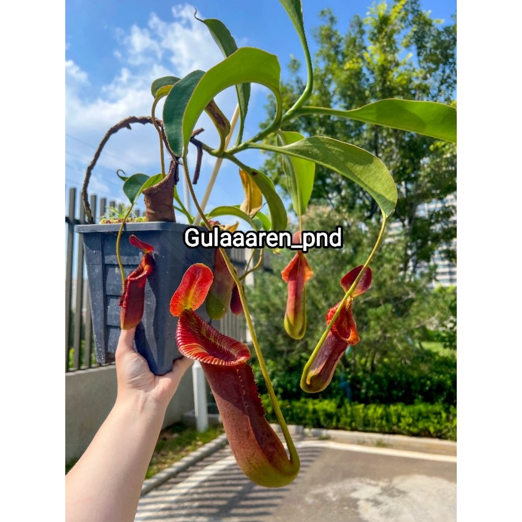 Tanaman Karnivora Kantong Semar Nepenthes Reinwardtiana (red)