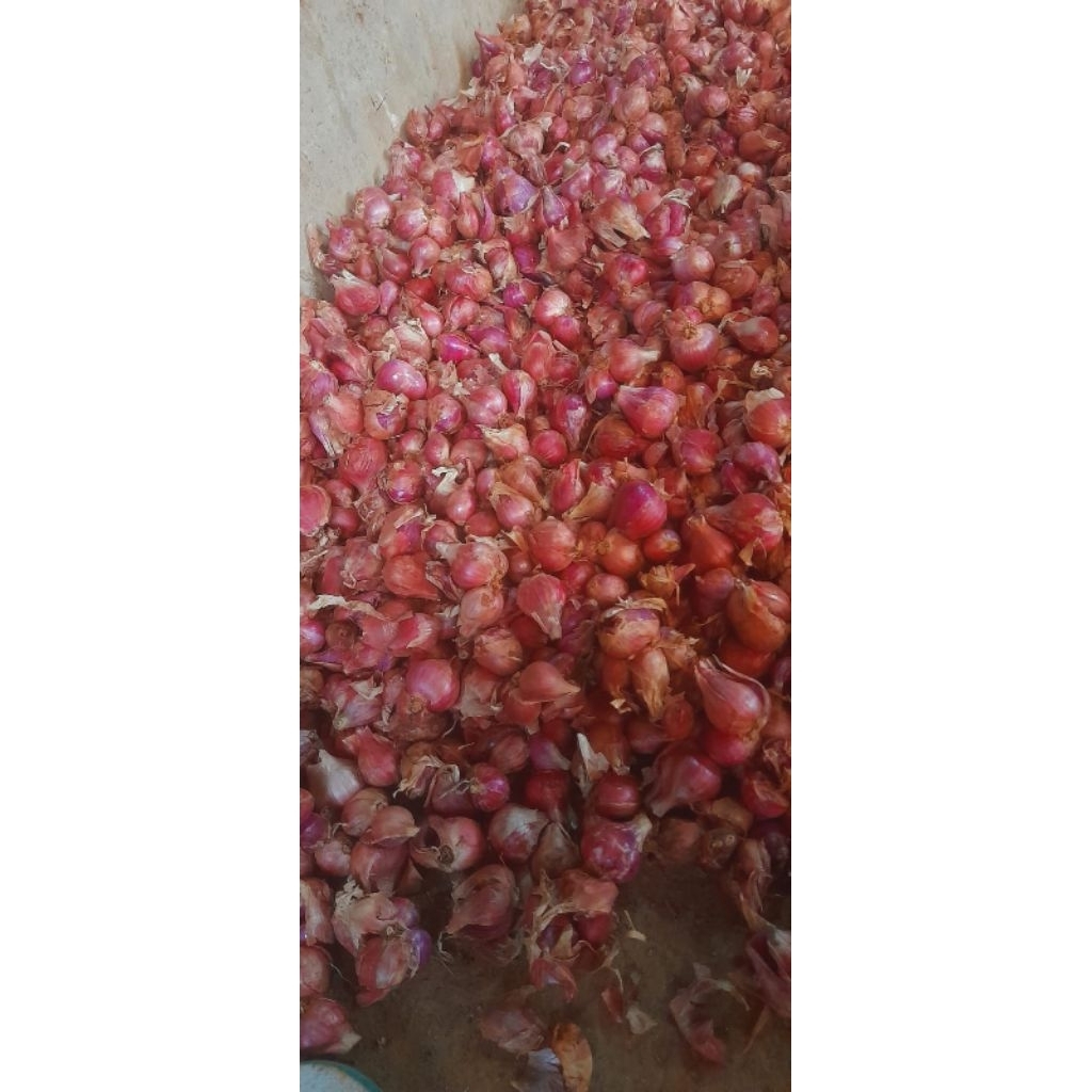 

bawang merah sedang besar
