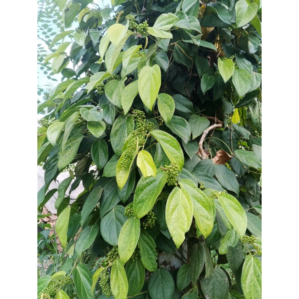 

daun kemukus segar 500gr