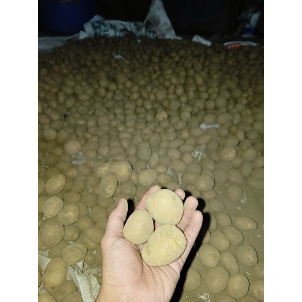 

1kg kentang dieng DN kecil isi standar terbaik COD murah langsung dari panen.