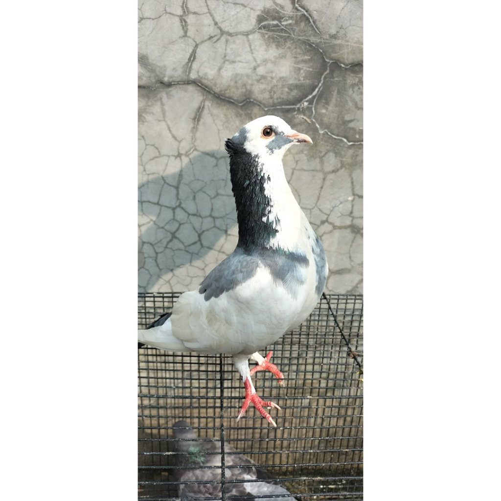 merpati / burung dara sepasang giring