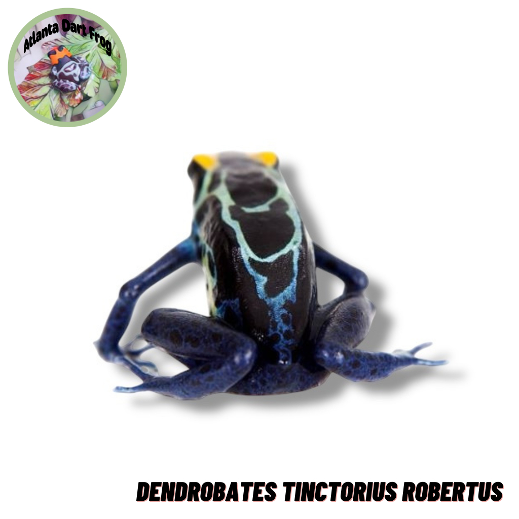 Dart Frog / Katak Panah Dendrobates Tinctorius Robertus