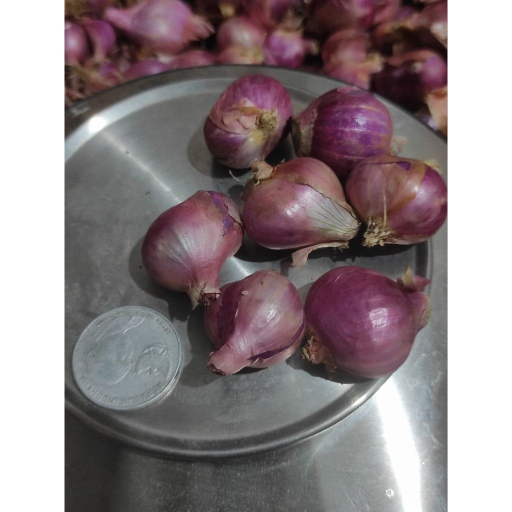 

Bawang Merah Lokal Berkualitas Size Besar kemasan 1000gr
