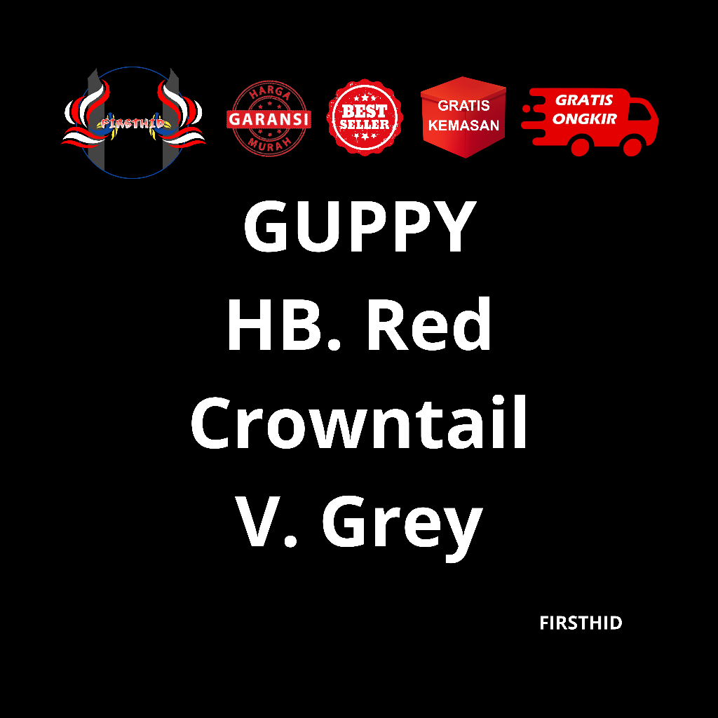 (BEST SELLER) Aksesoris Akuarium GUPPY HB Red CT Half Black Crowntail penghias kolam