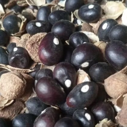 

biji kacang bogor kering 300 biji bahan olah / tanam