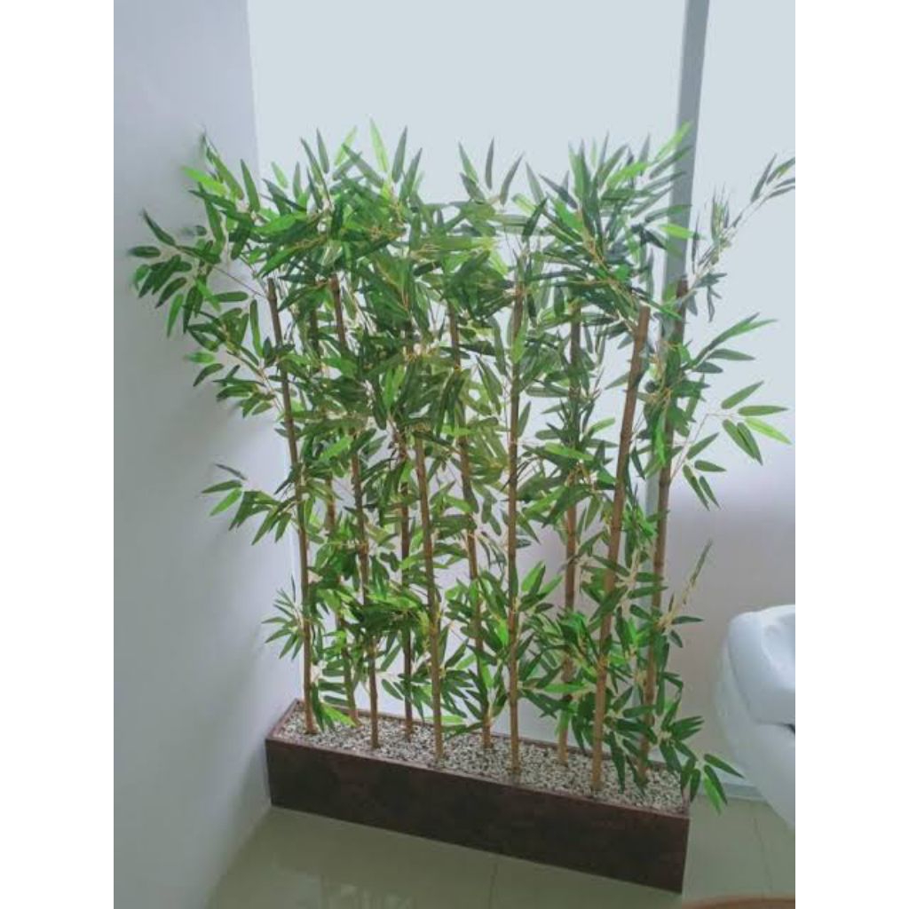 Bibit Bambu Jepang Hias Mini Tanaman Bambu Jepang Siap Tanam